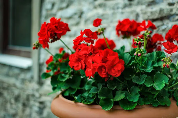 6 Jenis Bunga Geranium Untuk Mempercantik Rumah