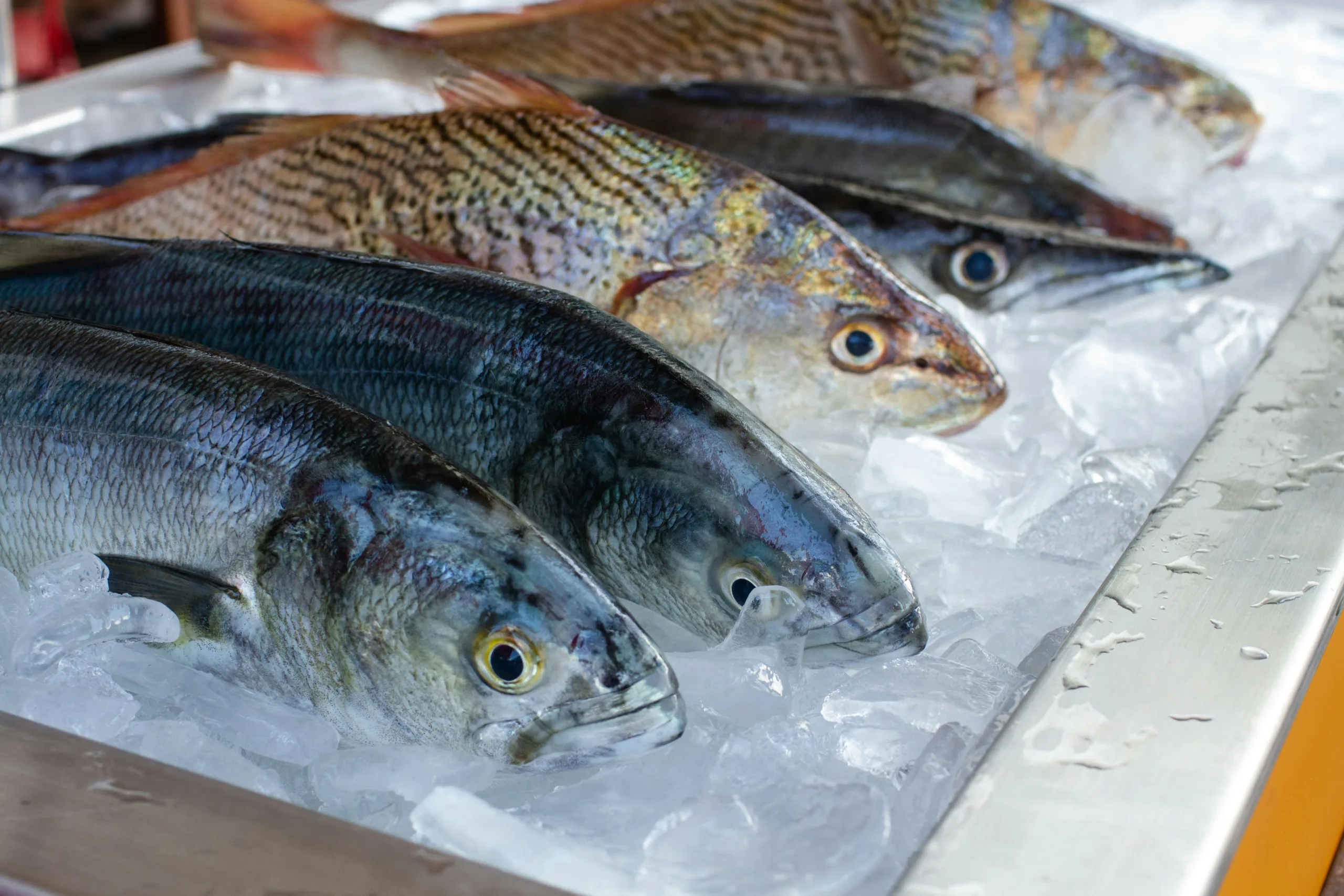 Ikan Air Tawar vs. Ikan Laut: Mana yang Lebih Enak untuk Dimasak?