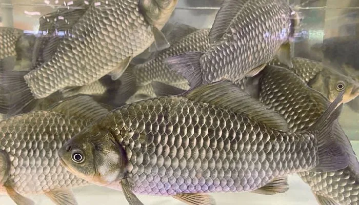 5 Ikan Air Payau yang Enak Dimakan Sebagai Lauk